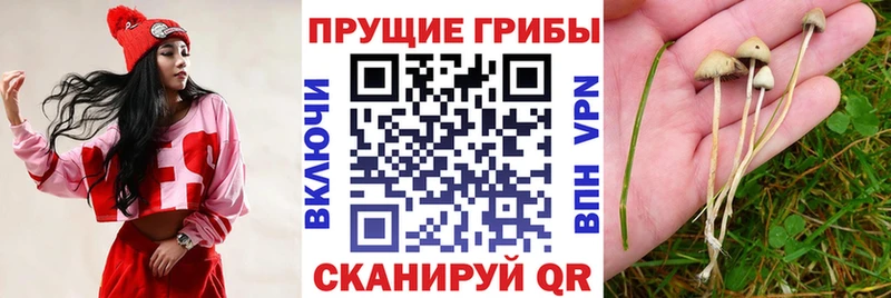 Галлюциногенные грибы Psilocybine cubensis  Тында 