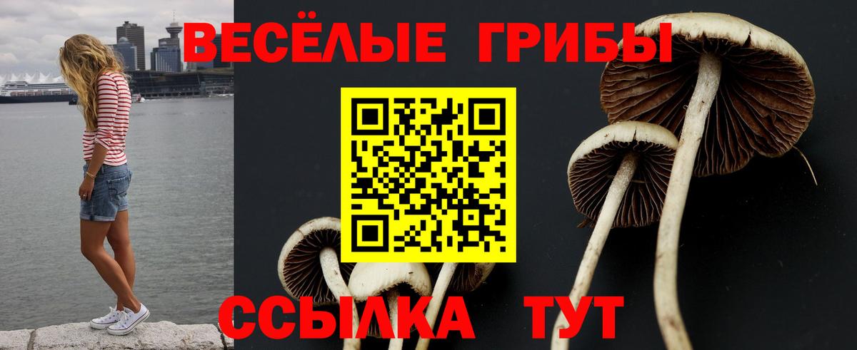 Псилоцибиновые грибы Cubensis  Вход с VPN  Тында 